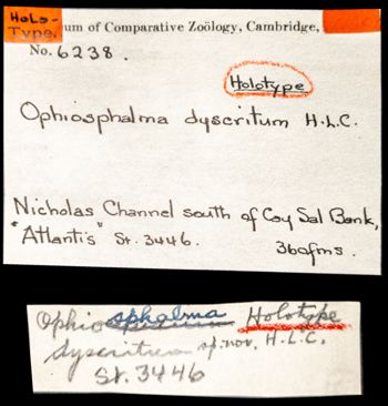 Media type: image;   Invertebrate Zoology OPH-6238 Aspect: labels